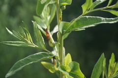 Aristolochia contorta