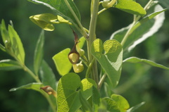 Aristolochia contorta