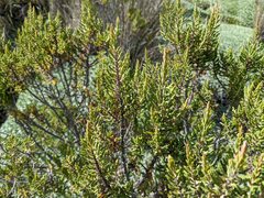 Hypericum laricifolium