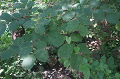 Celtis koraiensis