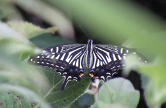 Papilio xuthus