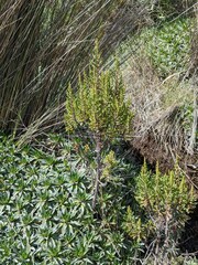 Hypericum laricifolium