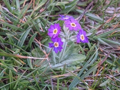 Primula scotica