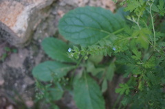 Bothriospermum chinense
