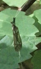 Brachypremna dispellens