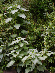 Brugmansia sanguinea