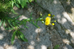 Inula japonica
