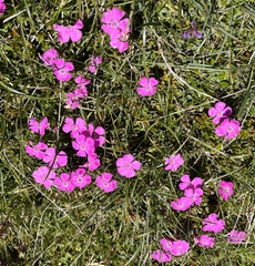 Dianthus alpinus