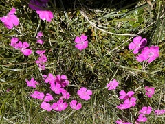 Dianthus alpinus