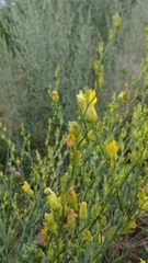 Linaria genistifolia