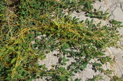 Cuscuta chinensis