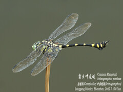 Ictinogomphus pertinax