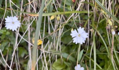 Heliosperma