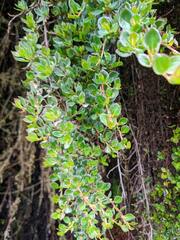 Escallonia myrtilloides