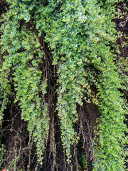 Escallonia myrtilloides