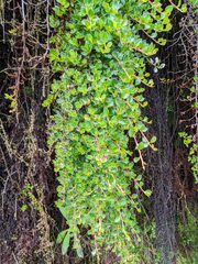 Escallonia myrtilloides