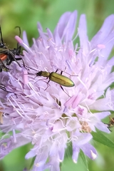 Chrysanthia geniculata