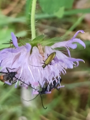 Chrysanthia geniculata