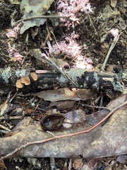 Galiella