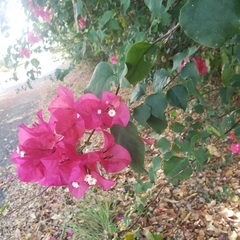 Bougainvillea