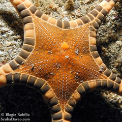 Iconaster longimanus