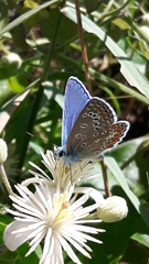 Polyommatus icarus