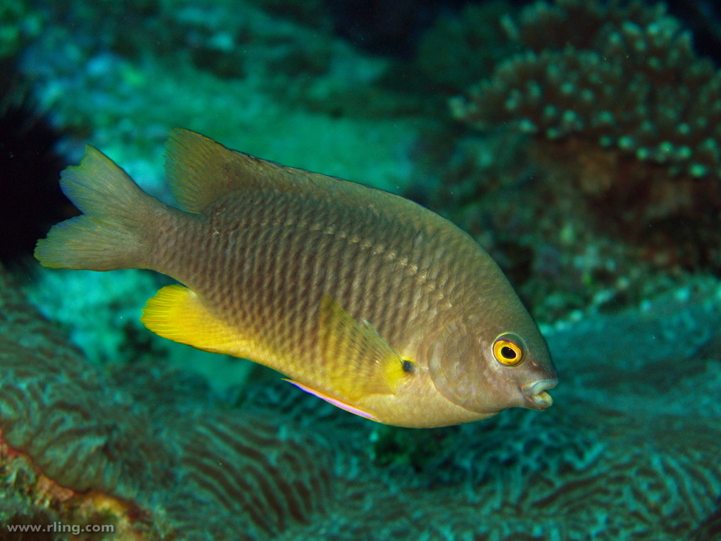 Coral Sea Gregory