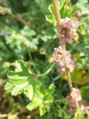Malva sylvestris