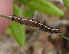 Sympistis dentata