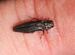 Agrilus anxius