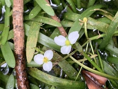 Sagittaria pygmaea
