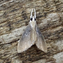 Glaphyria peremptalis