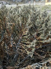 Andicolea colombiana