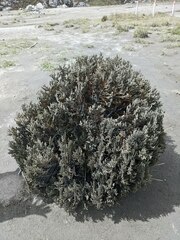 Andicolea colombiana