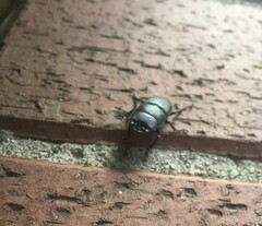 Dorcus parallelipipedus