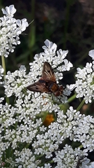 Ectophasia crassipennis