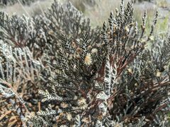 Andicolea colombiana