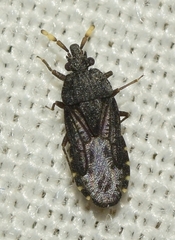 Aradus flavicornis