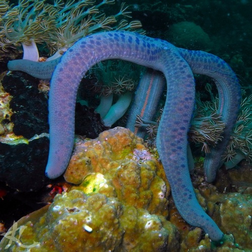 Blue Linckia, photo 4 of 7
