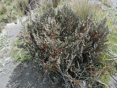 Andicolea colombiana