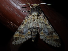 Callosphingia circe