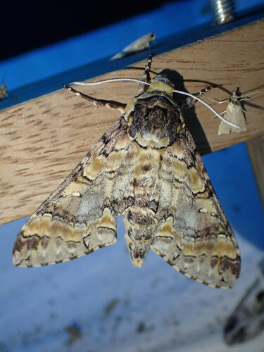 Callosphingia