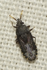 Aradus flavicornis