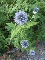 Echinops ritro