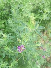 Medicago sativa