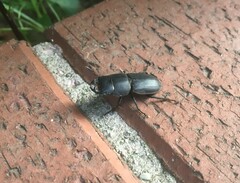 Dorcus parallelipipedus