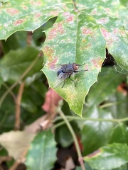 Calliphora vicina