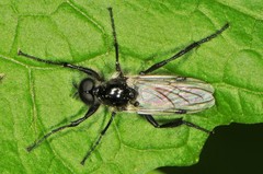 Bibio albipennis