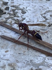 Polistes stabilinus