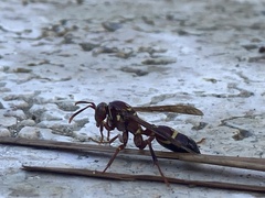 Polistes stabilinus